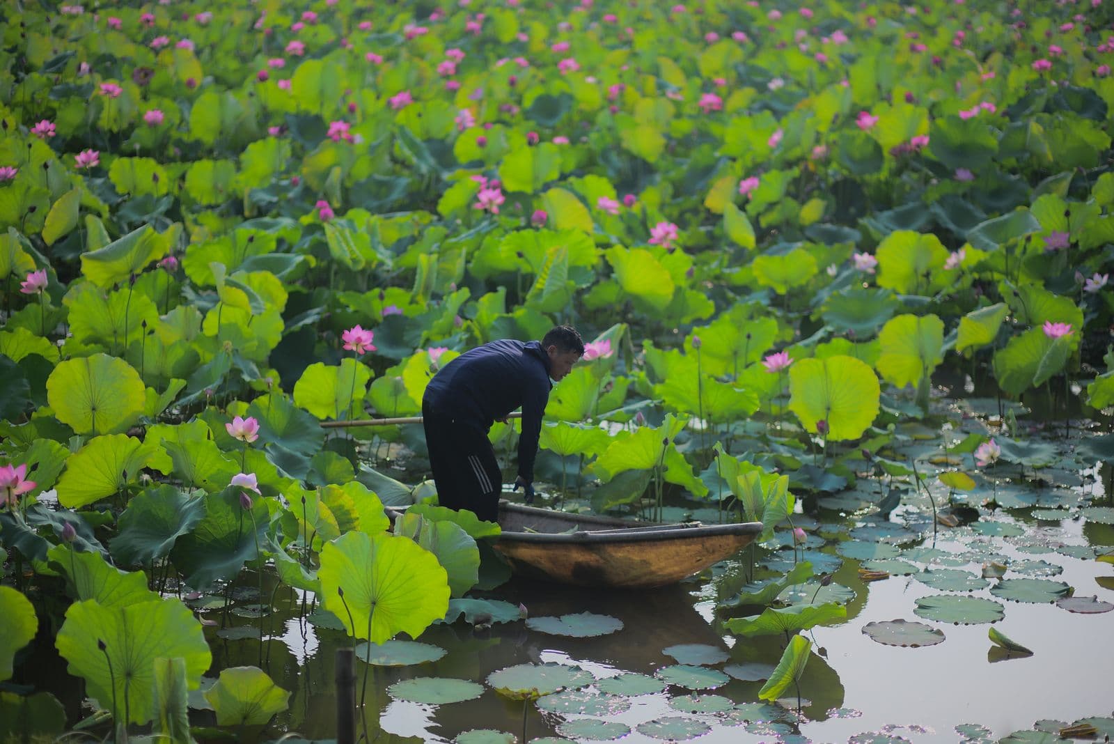 A farmer harvesting by boat in a flowering lotus wetland, the source of makhana