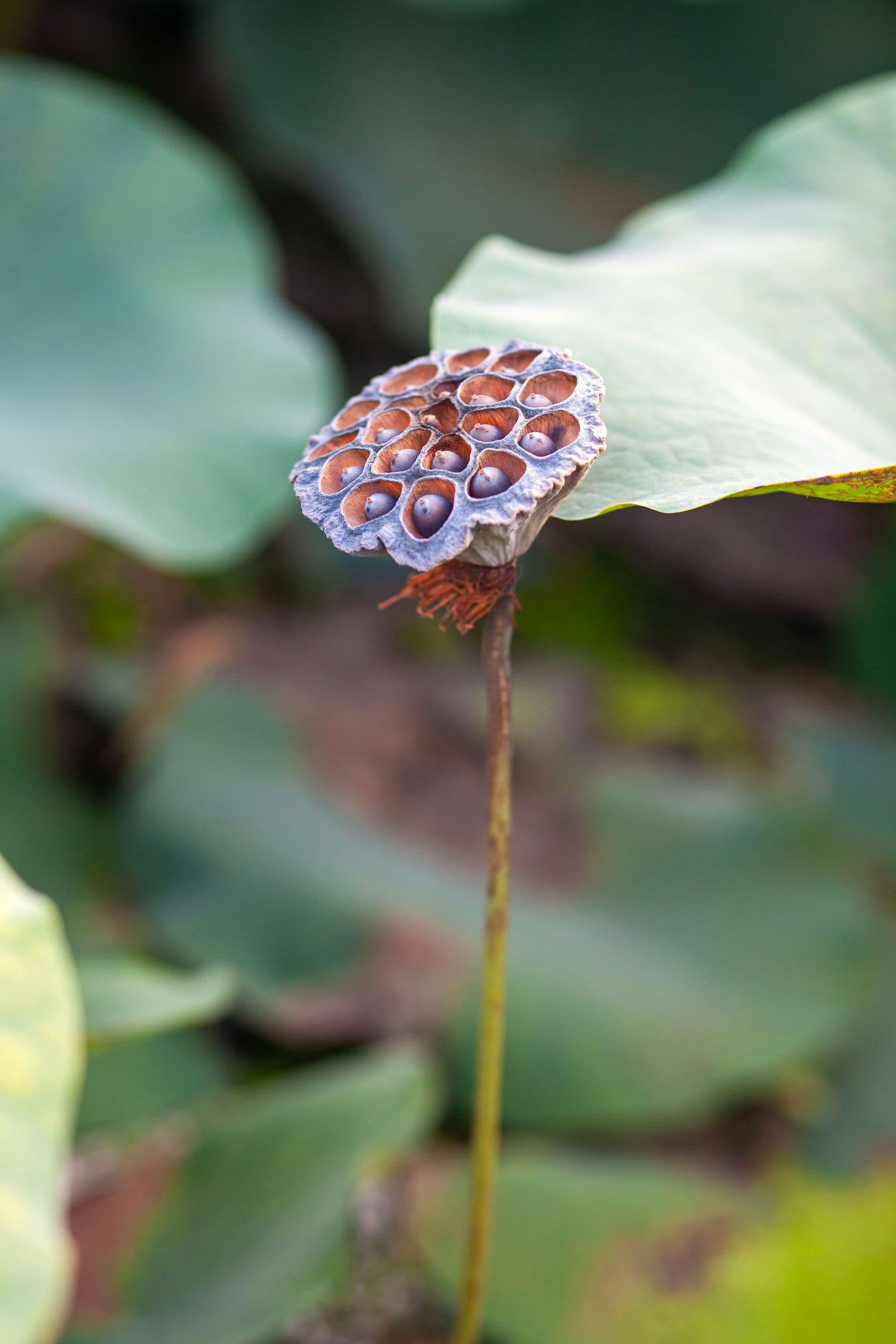 A mature lotus seed pod, the source of makhana, ready for harvest